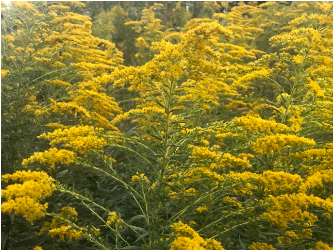 goldenrod